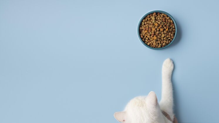 猫静物宠物食品分类安排家畜组成