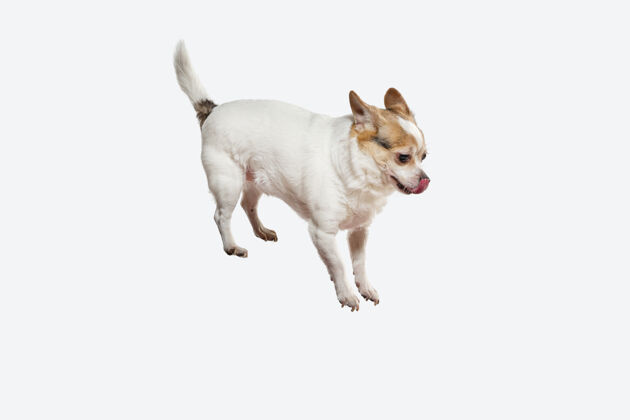 年轻Chihuahua同伴狗跳跃可爱好玩的奶油棕色小狗或宠物玩白色工作室背景孤立概念的运动 动作 运动 宠物的爱看起来快乐 高兴 有趣小毛发狗