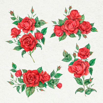 树枝盛开的红玫瑰花套装收藏玫瑰花卉