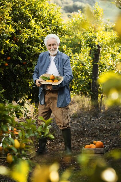 收获老人站在他的橘子树旁边花园种植园多汁