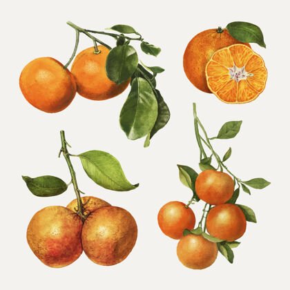 柑橘手绘天然鲜橙套装生食自然美味