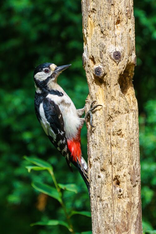 家禽特写一个伟大的斑点啄木鸟五颜六色木材鸟类