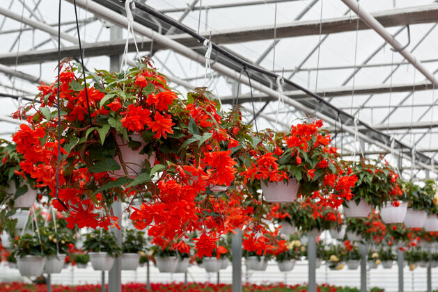 农业春天温室里美丽的红花花卉植物学室内植物