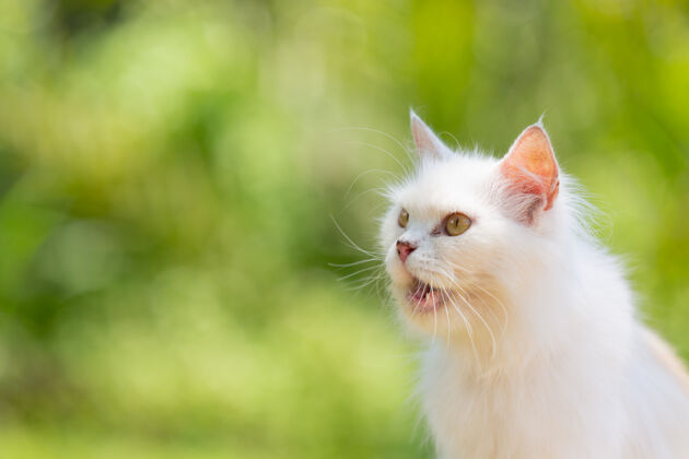 短裤花园里的白猫洗猫姜