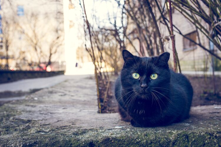 小黑猫坐在户外的一栋楼和树旁边街道脸墙