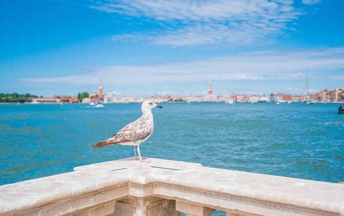 白色意大利威尼斯 一只白色小鸟坐在大理石栅栏上的特写镜头旧海洋海岸