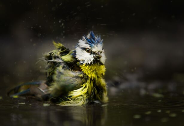 苍蝇选择性聚焦拍摄欧亚蓝山雀在水中洗澡天空鸟类羽毛