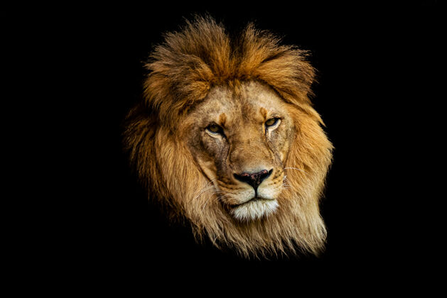 水平在黑暗中孤立的狮子脸特写镜头细节肖像动物