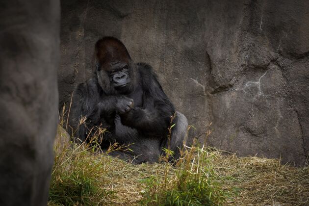 公园大猩猩在看雄性大权力