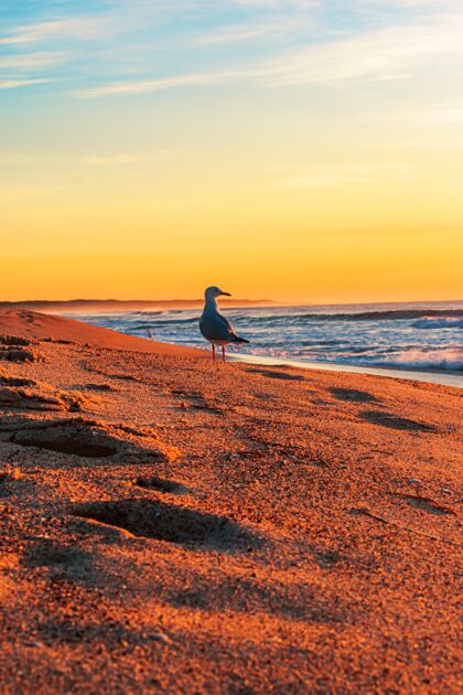沙子一只海鸥站在北口海滩的岸边的垂直镜头海鸥天空野生