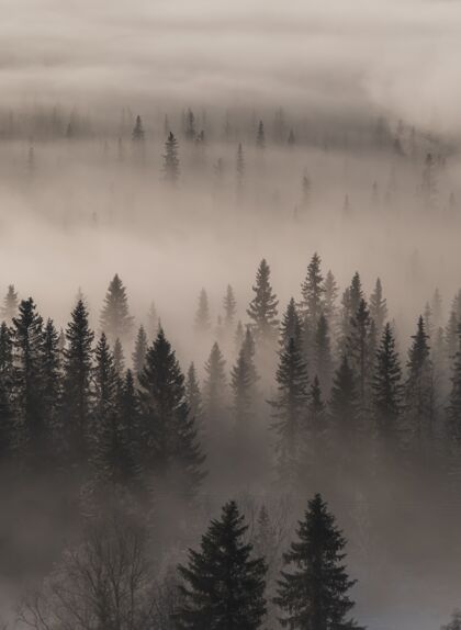 雾高角度俯瞰雾笼罩的常绿森林森林林地天空