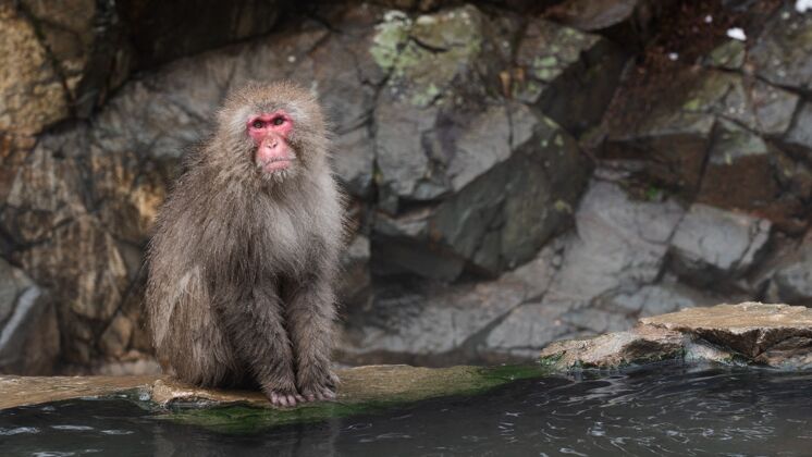 冬天阿尔法猕猴猴脸可爱灵长类