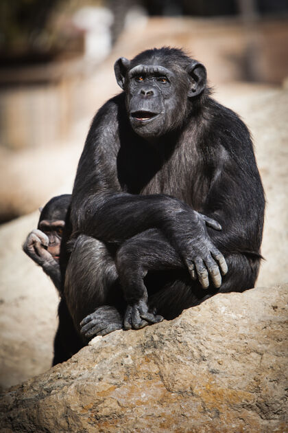 野生动物在阳光明媚的日子里 黑猩猩坐在岩石上的垂直特写镜头散步玩耍非洲