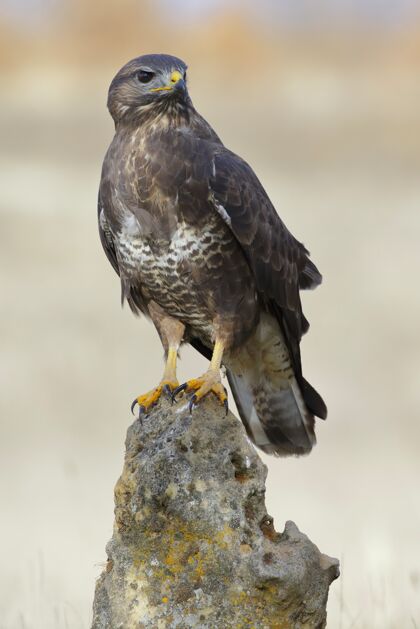 野生垂直选择性聚焦拍摄一只栖息在岩石上的普通秃鹰羽毛动物喙