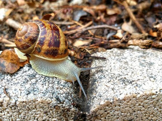 粘土蜗牛在花园的石头上自然慢园艺