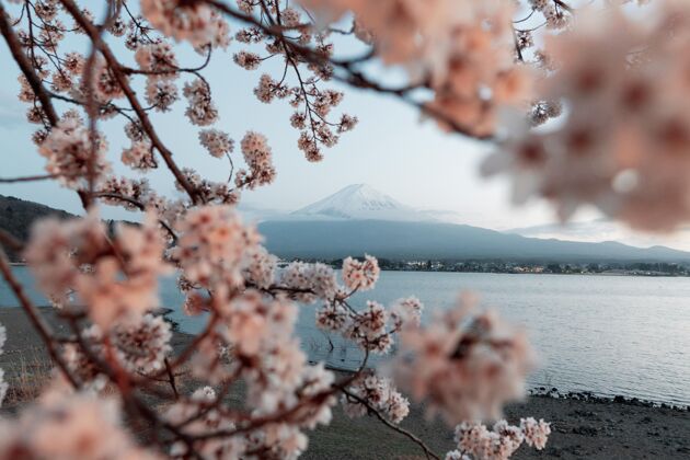 宁静美丽的樱花树树花自然