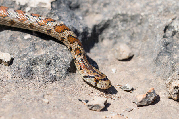 线圈马耳他 一条成年豹蛇或欧洲鼠蛇的头部特写镜头 zamenissitula毒药动物群美丽