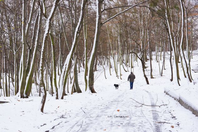 散步公园和雪雪动物树
