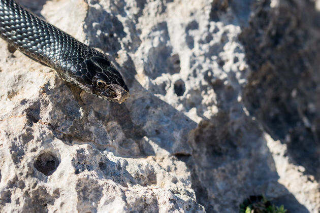 动物学马耳他一条成年黑色西部鞭蛇的头部特写镜头野生动物掠食者爬行动物