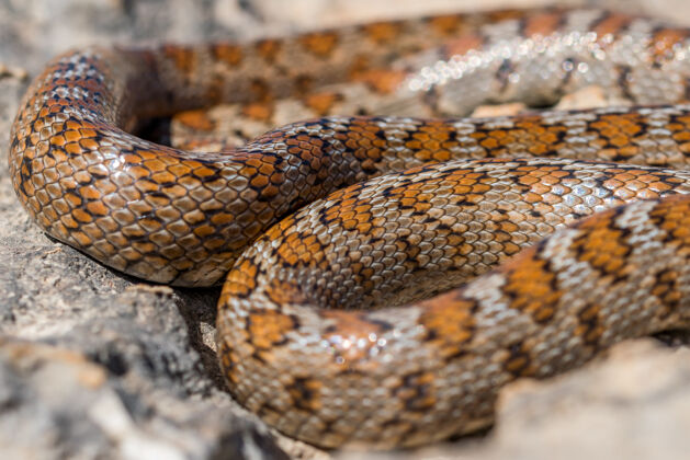 豹马耳他一条卷曲的成年豹蛇或欧洲鼠蛇的照片 zamenissitula野生野生动物线圈
