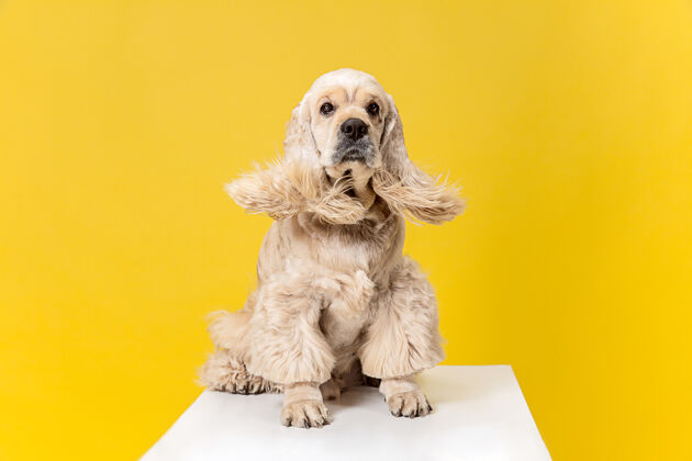 狗制作发型美式猎犬小狗可爱的毛茸茸的小狗或宠物是坐在黄色背景孤立工作室照片负空间插入您的文字或图像有趣血统头发