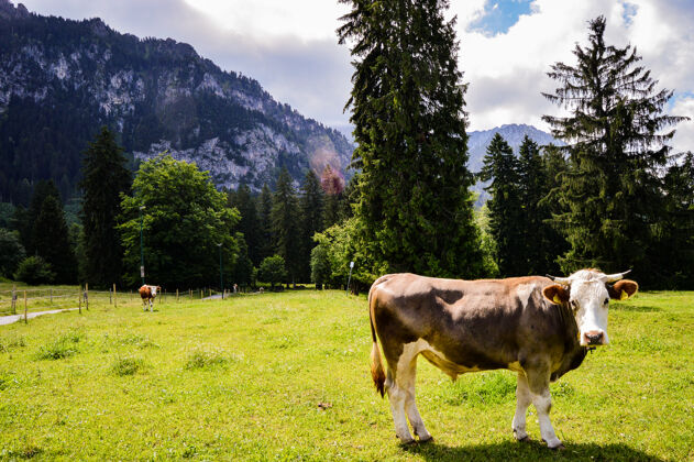 动物特写镜头的一头奶牛在一个绿色的草地上的背景山春天绿色农业