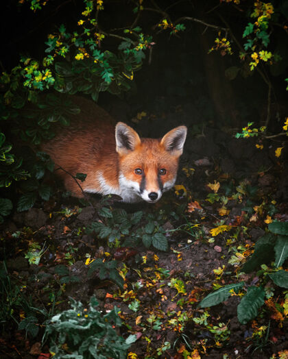 叶在灯光下 一只红狐在绿树成荫的森林中的高角度镜头季节森林自然