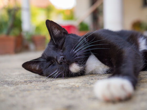 爪子一只黑猫睡在地上的特写镜头背景肖像猫