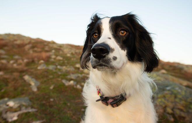 乐趣光线下草地上一只黑色威尔士斯普林格猎犬的画像梗草地棕色