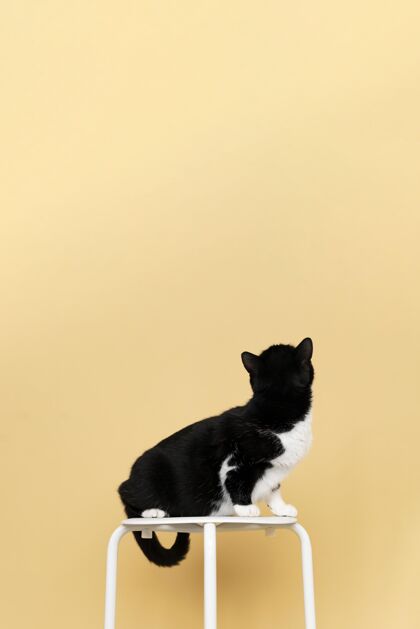 姿势可爱的黑白猫咪 身后有一面单色的墙爱皮毛家养