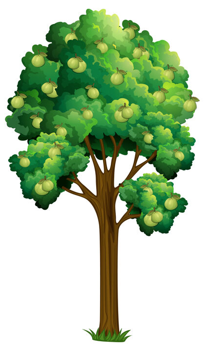 木材番石榴树上孤立的白色健康树木绿色