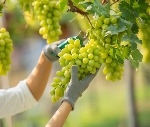 葡萄栽培女人穿着工作服在葡萄园里采摘葡萄一葡萄树紫色