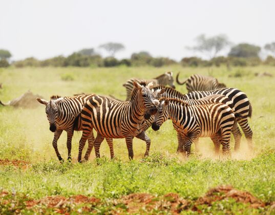 斑马一群斑马在非洲肯尼亚察沃东部国家公园放牧放牧保留地草食动物