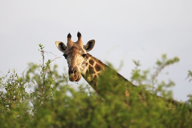 哺乳动物马赛长颈鹿在察沃东部国家公园 肯尼亚 非洲保留地脖子野生动物