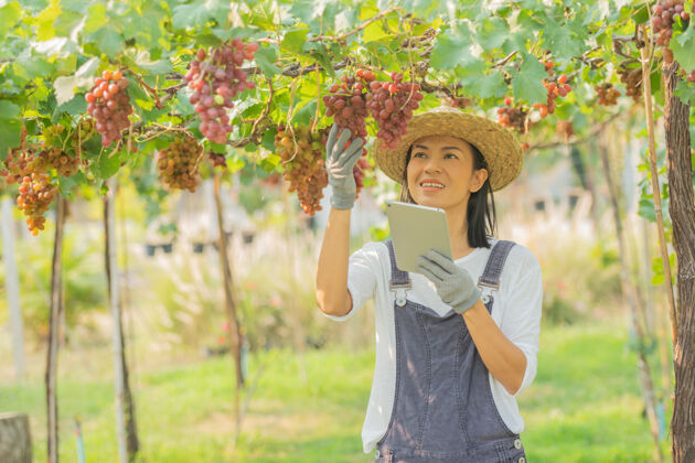葡萄红葡萄农场女人穿着工作服 戴着农场的草帽工作葡萄工人