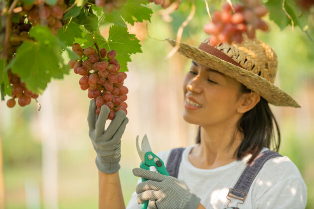 健康快乐的微笑欢快的葡萄园女穿着工作服和农家礼服草帽特写葡萄藤葡萄