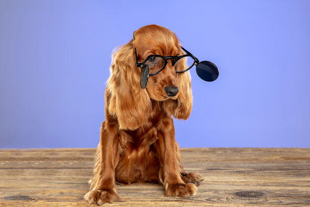 站聪明而独特英国可卡犬幼犬戴着太阳镜摆姿势纯种毛皮小狗
