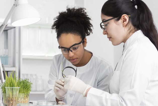 女人女人们在试验芽苗菜试管测试研究