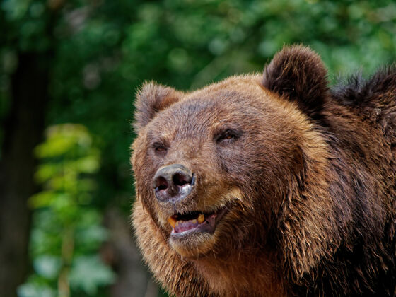 熊森林里棕熊的特写镜头野生动物动物危险