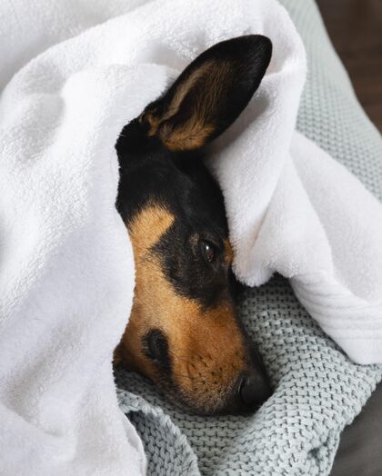 同伴可爱的狗盖上毯子品种室内小狗