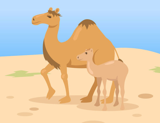 野生一头驼背的骆驼妈妈带着小马驹在沙漠里行走风景家庭动物