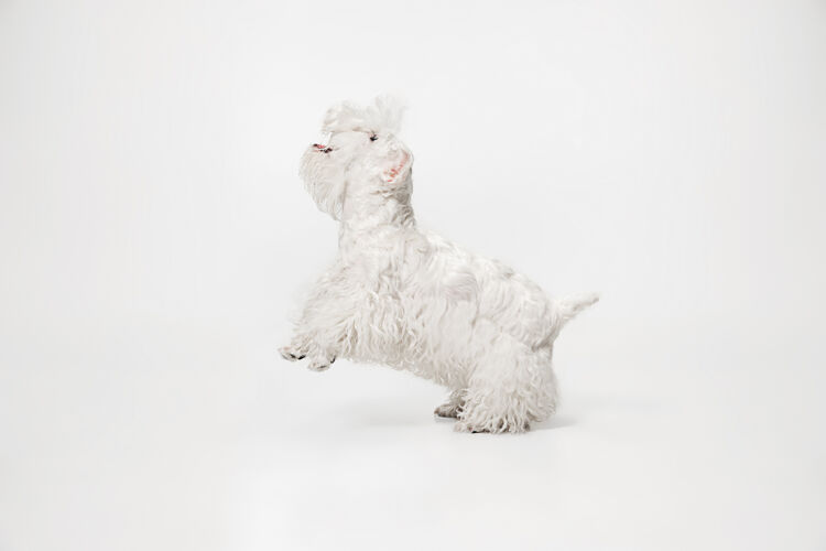 剪毛茸茸的小猎犬可爱的白色小狗或宠物正在白色背景上玩耍和奔跑肖像家养坐着