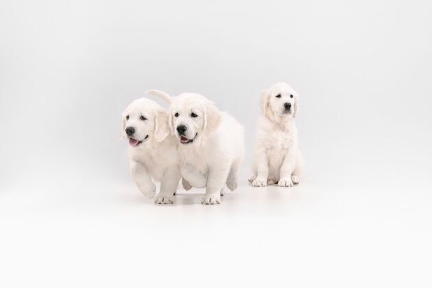 姿势英国奶油色金色猎犬摆姿势可爱的顽皮小狗或纯种宠物看起来顽皮和可爱孤立的白色背景年轻金色小