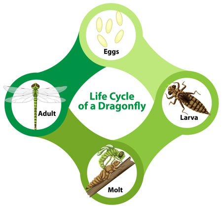 生活蜻蜓生命周期图生长生物学自然