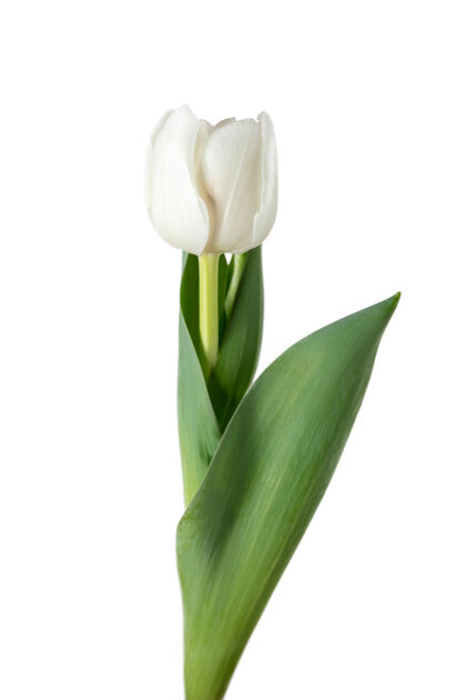 花束白色白色背景上隔离的美丽新鲜郁金香的特写镜头花优雅绿色