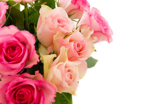 礼物粉红色玫瑰花束的特写镜头隔离在白色背景上 有一个复制空间玫瑰花花