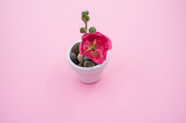 花高角度拍摄的粉红色康乃馨花在一个小花盆 放在粉红色的表面小开花粉色