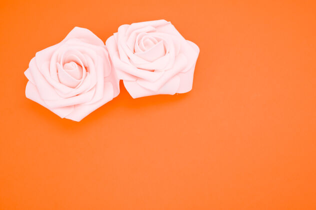 花两朵粉红玫瑰的特写镜头 在橙色背景上 有复制空间花朵自然花