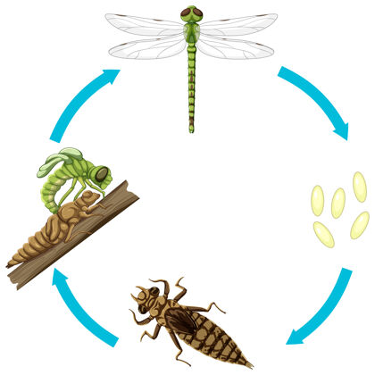 自然白底龙飞的生命周期小人蜻蜓