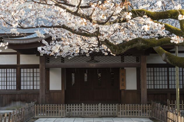 自然美丽的桃树白天在东京盛开开花桃花春天
